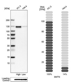 Smoothelin Antibody, Novus Biologicals 25 &mu;L, Unlabeled:Antibodies,